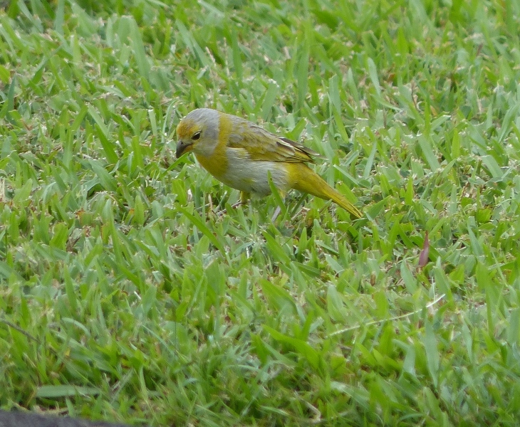 Immature Saffron Finch